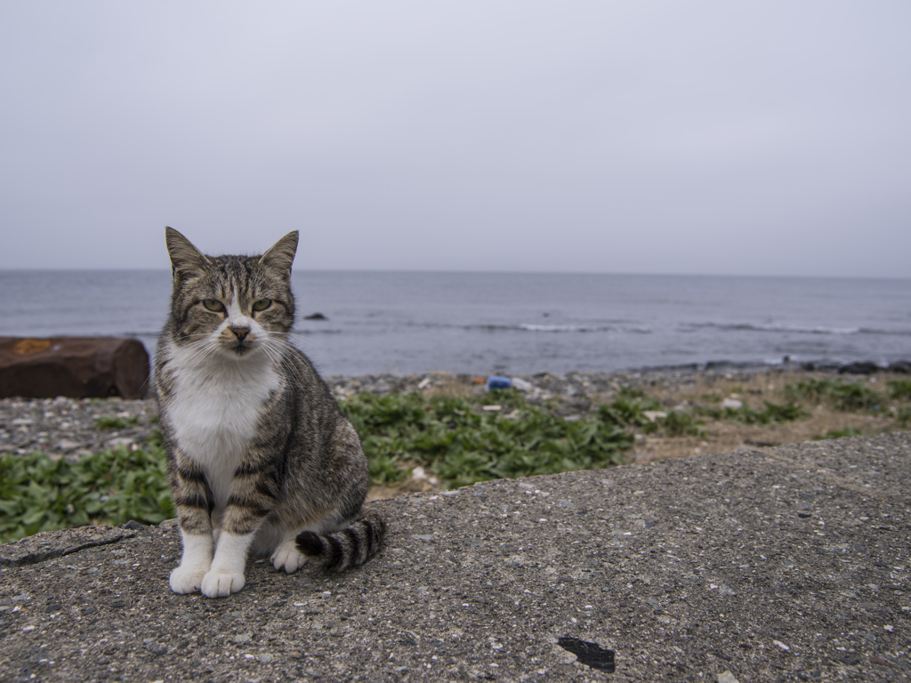 育ちの良さそうな猫が