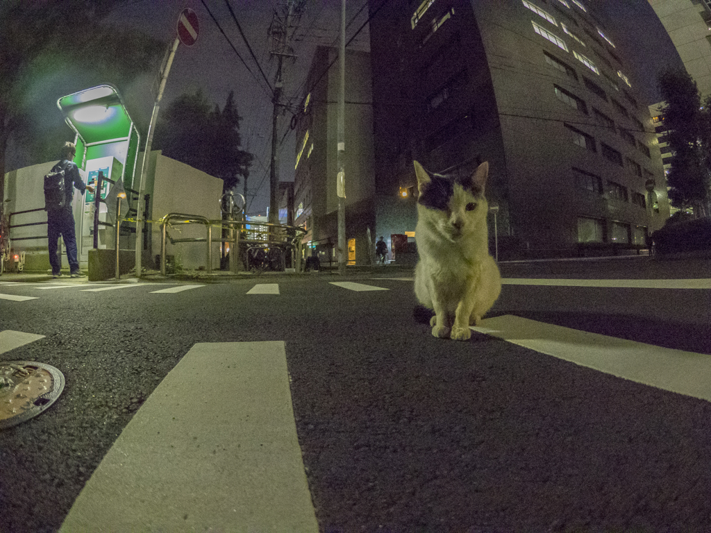猫ポートレート２