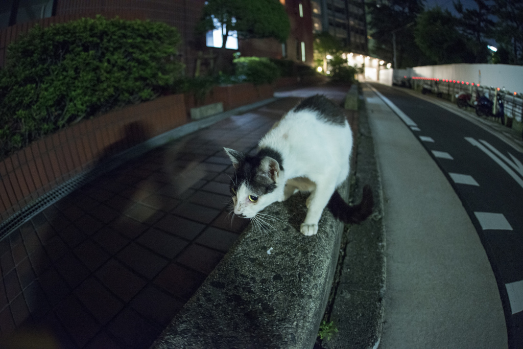 若き猫の光と影
