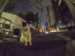 猫ポートレート１
