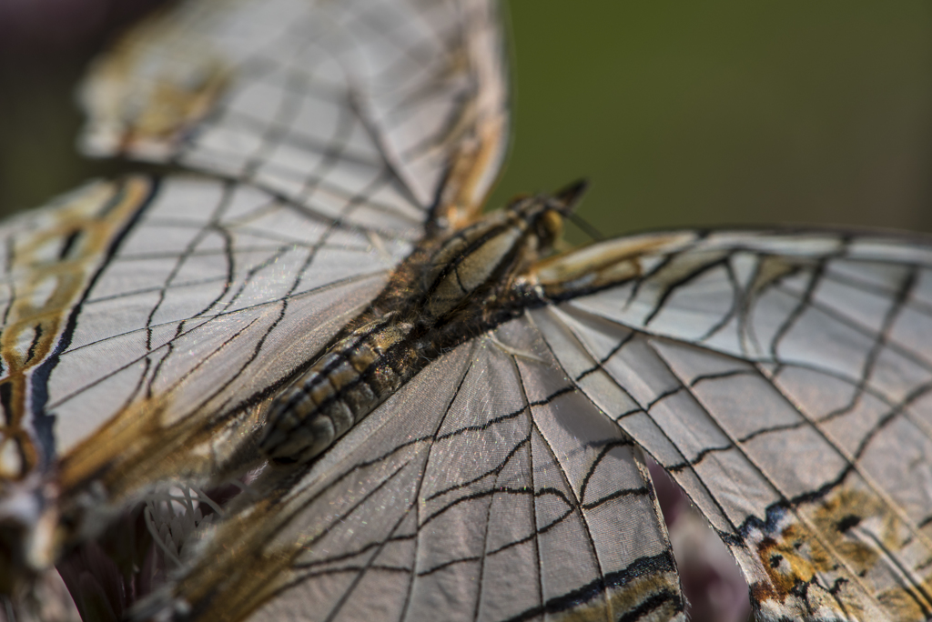 この日の最大倍率