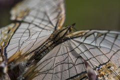 この日の最大倍率