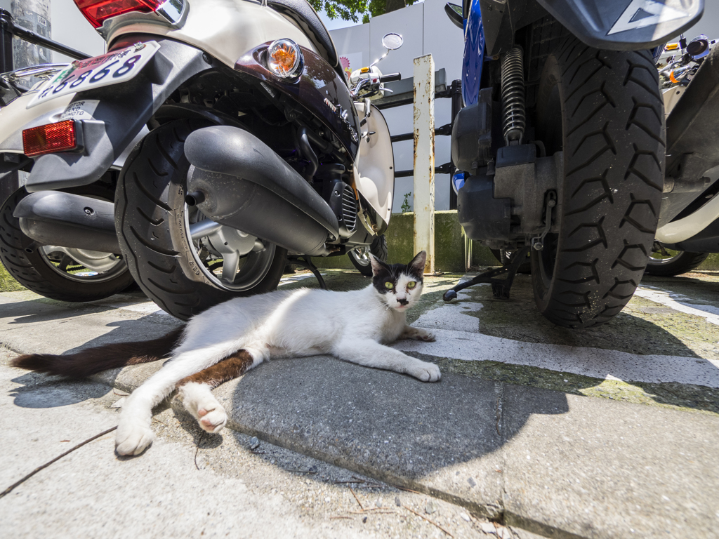 猫好きな人間を見付けておく