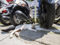 猫好きな人間を見付けておく