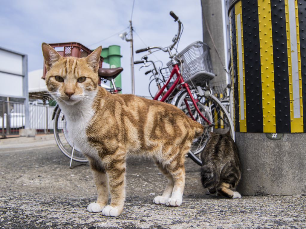 島の猫ですが