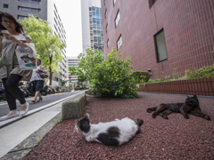 猫を尻目に