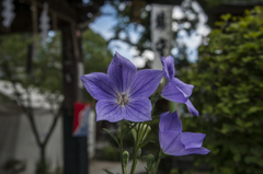 涼しげな花