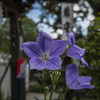 涼しげな花