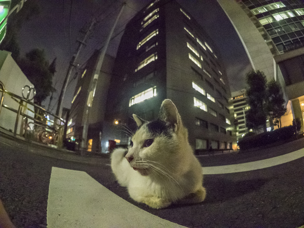 夜の実態２