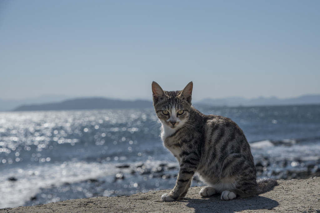 光る海