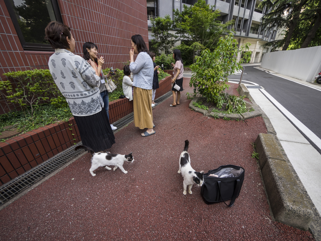 ～のお喋り、猫も喰わん