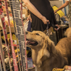 犬も歩けば