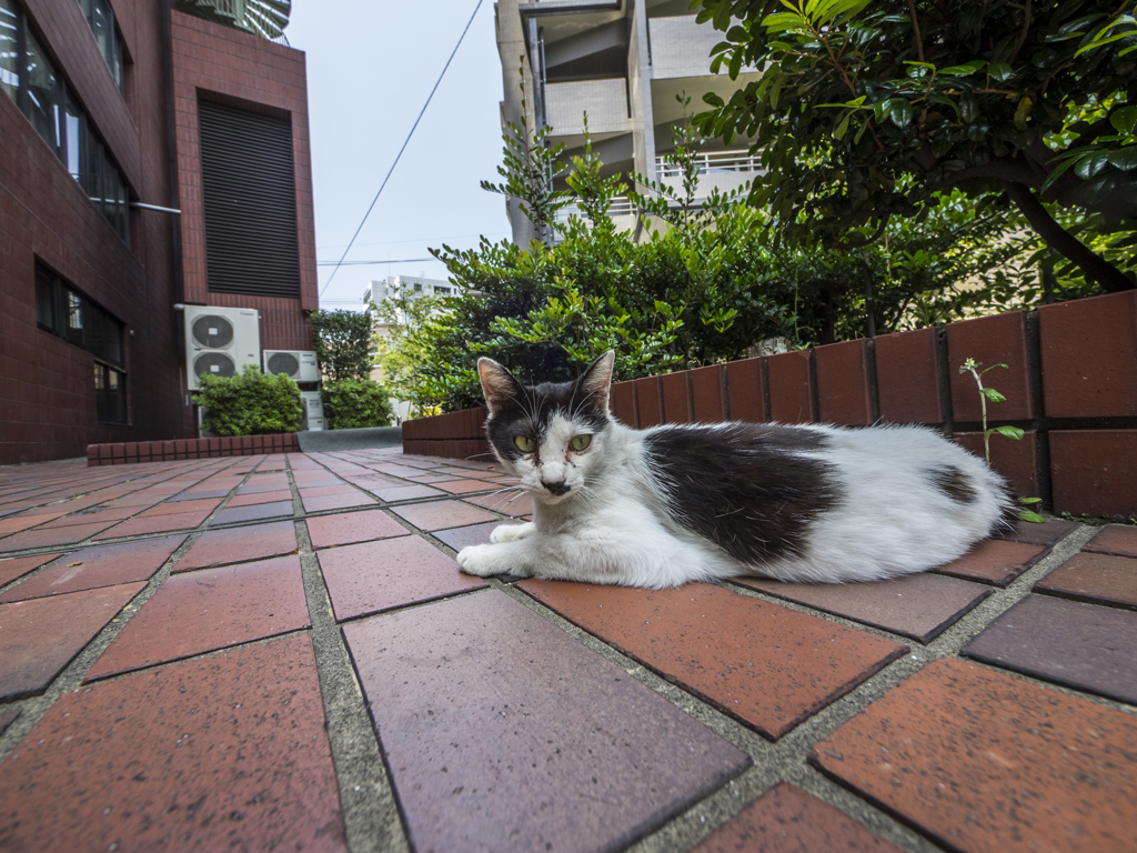 どこでも寝れる