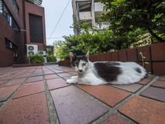 どこでも寝れる
