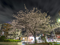 桜からオーラ