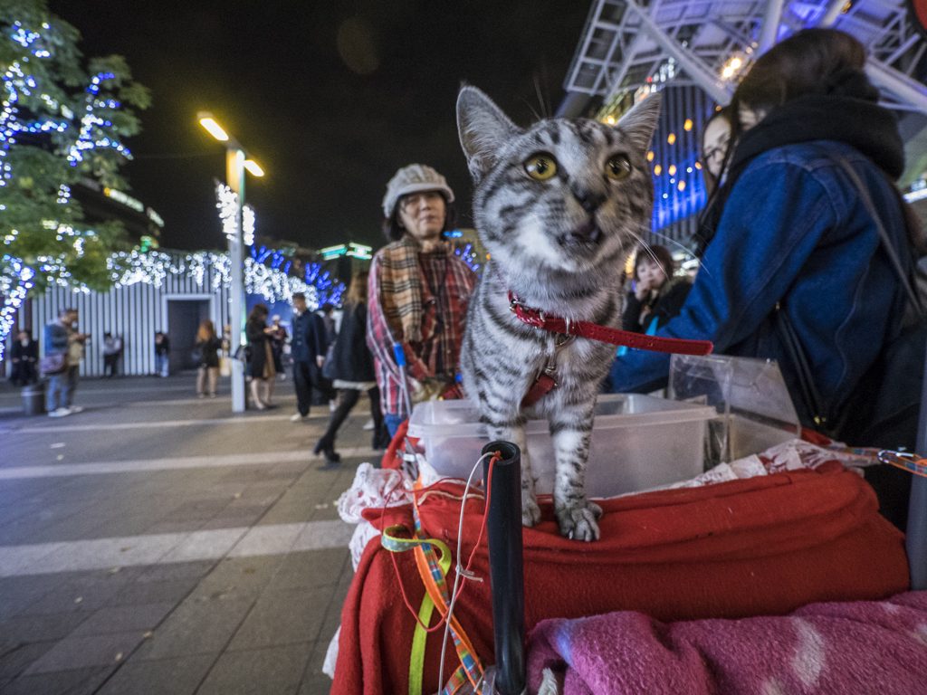 吠える猫