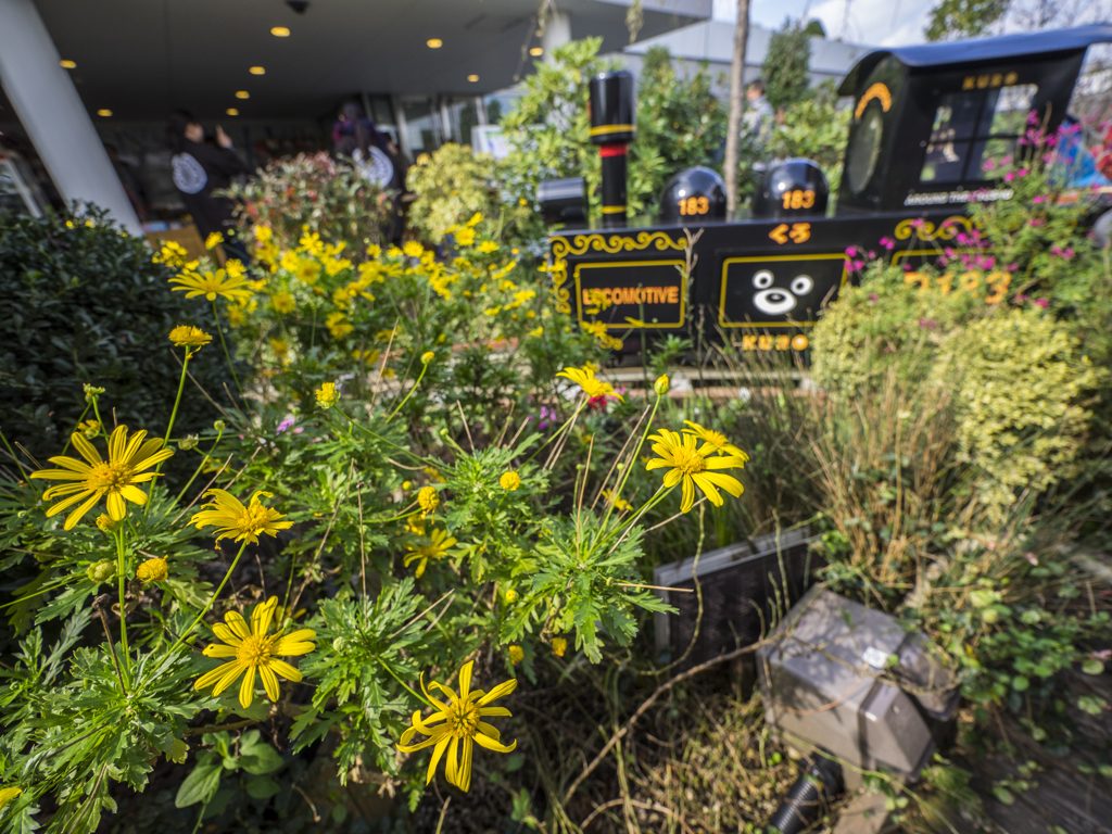 お花の森をクロが走る