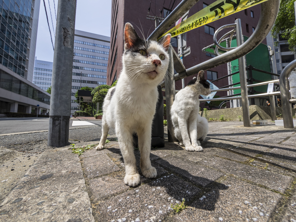 大いなる青春
