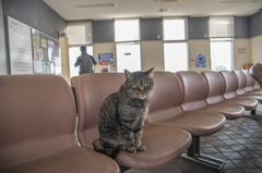 猫の待合室