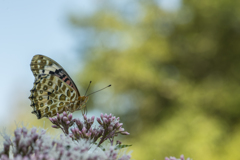 裏しか見せない