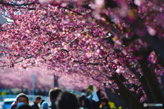 河津桜をズームで