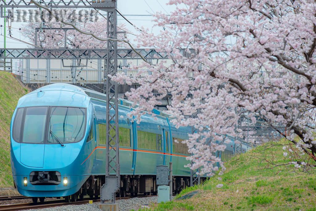 2022年3月31日　小田急×桜4