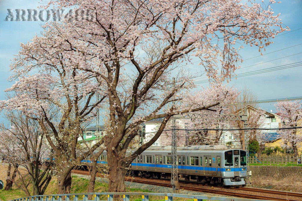 2022年3月31日　小田急×桜10