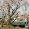2022年3月31日　小田急×桜10