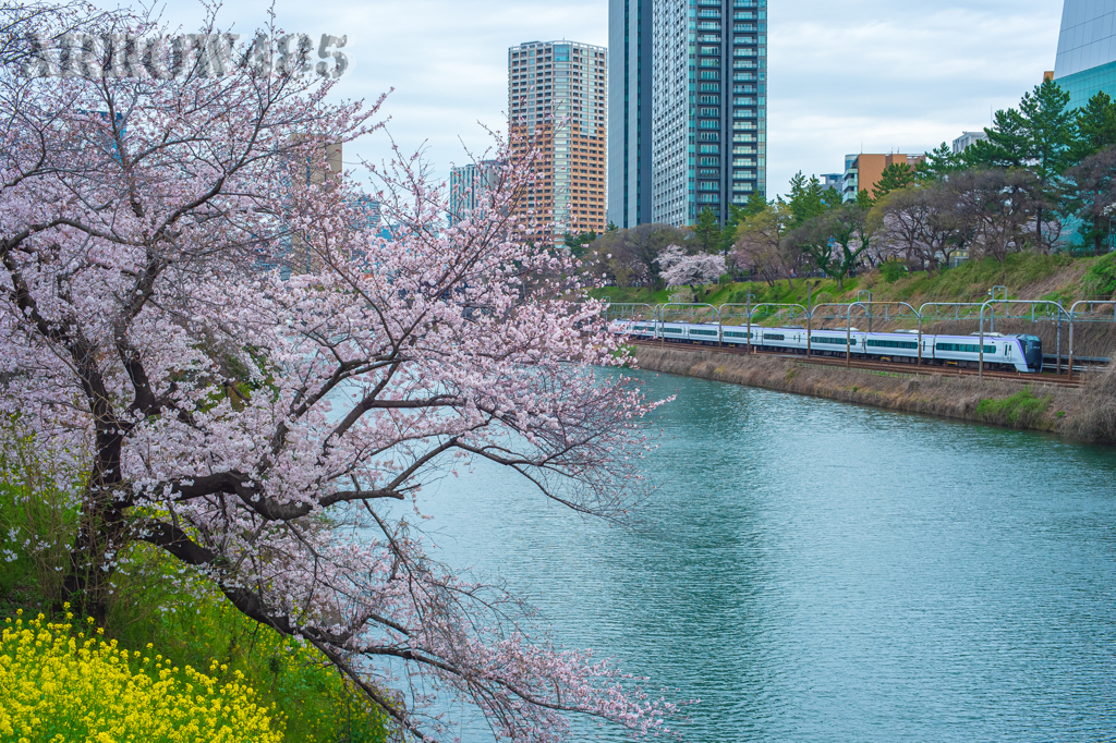 2022年3月28日　都内の桜と鉄道5