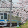 2022年3月31日　小田急×桜6
