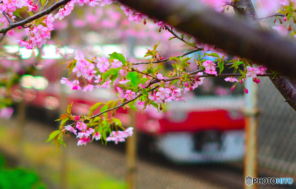 河津桜×京急