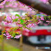 河津桜×京急
