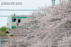 2022年3月31日　相鉄×桜6