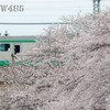 2022年3月31日　相鉄×桜6
