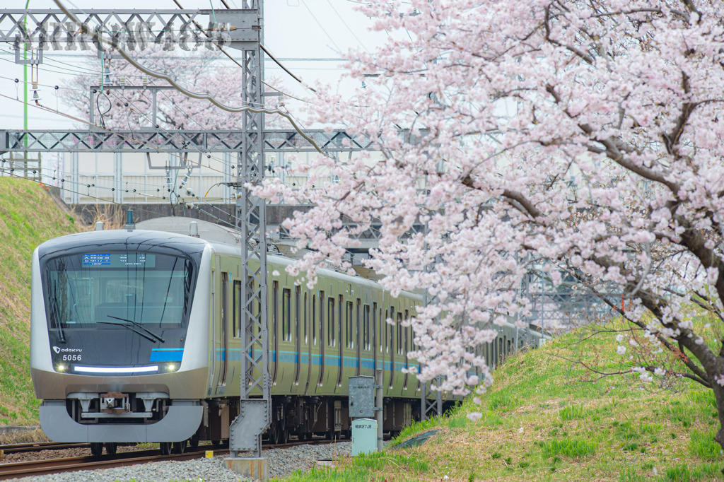 2022年3月31日　小田急×桜5