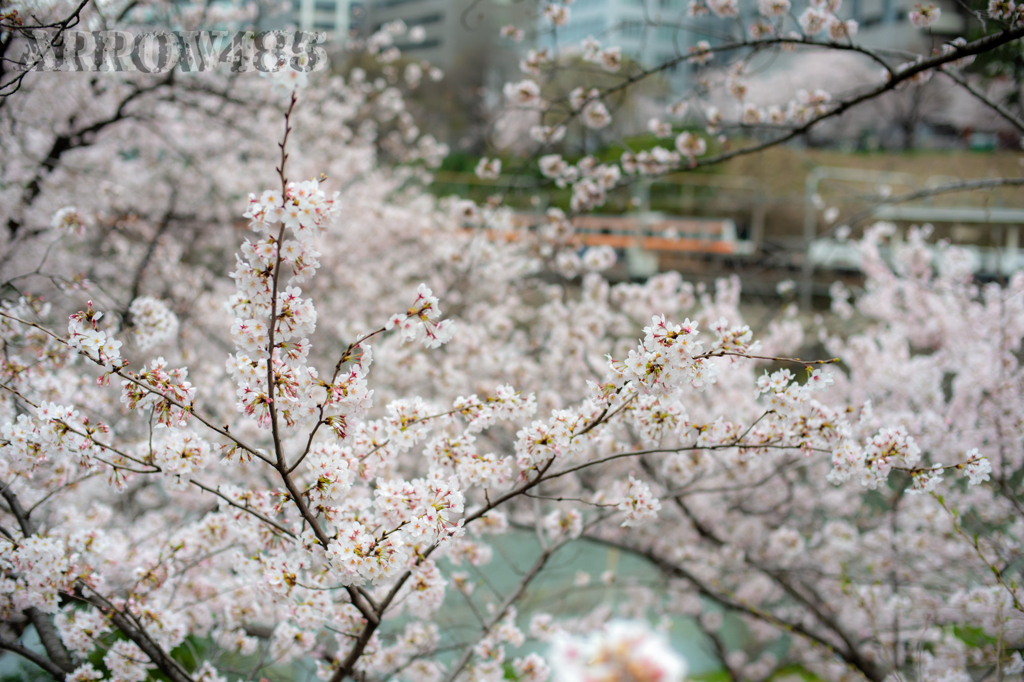 2022年3月28日　都内の桜と鉄道