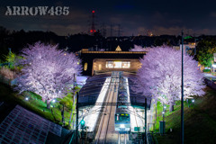 2022年3月30日　相鉄弥生台の桜