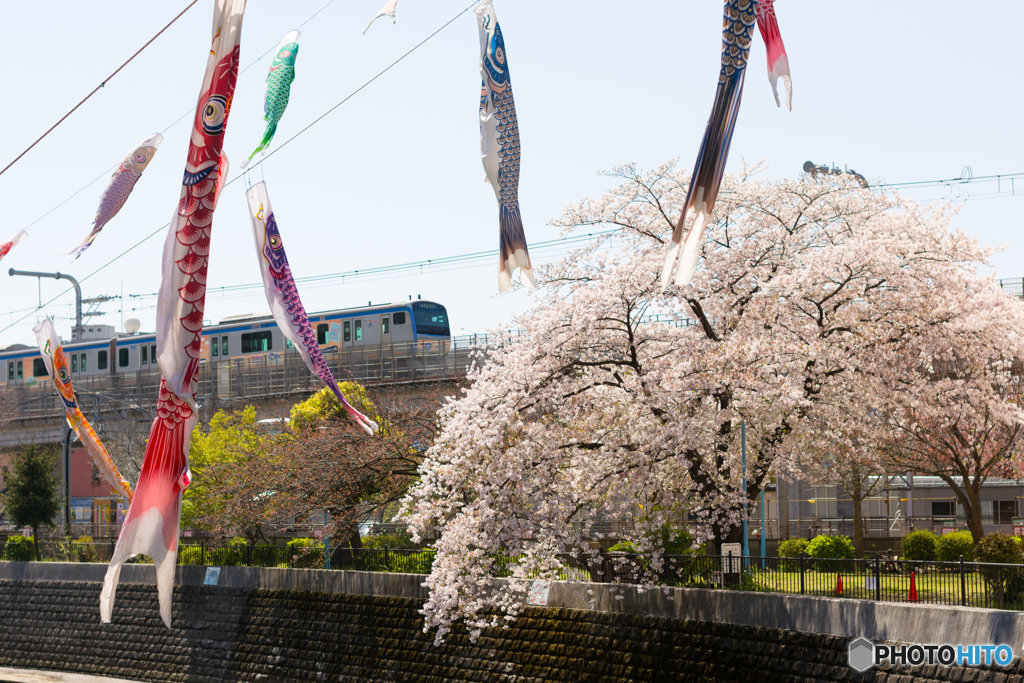 相鉄×こいのぼり×桜２