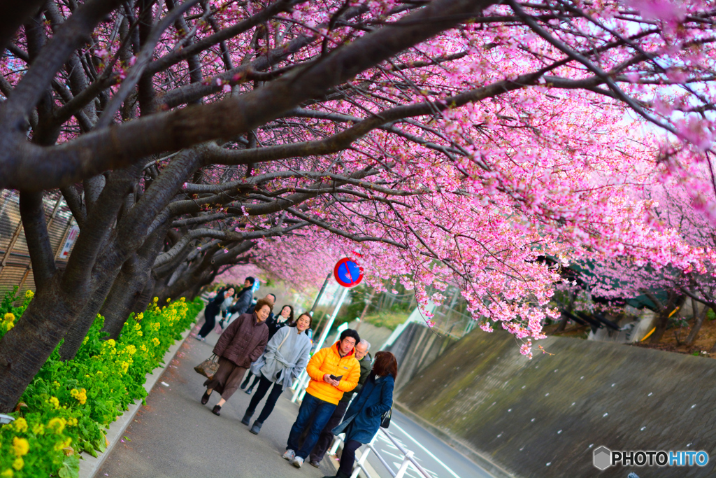 河津桜in三浦海岸