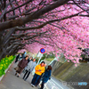 河津桜in三浦海岸