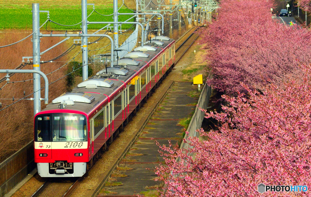 河津桜と京急とオールドレンズ
