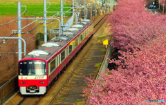 河津桜と京急とオールドレンズ