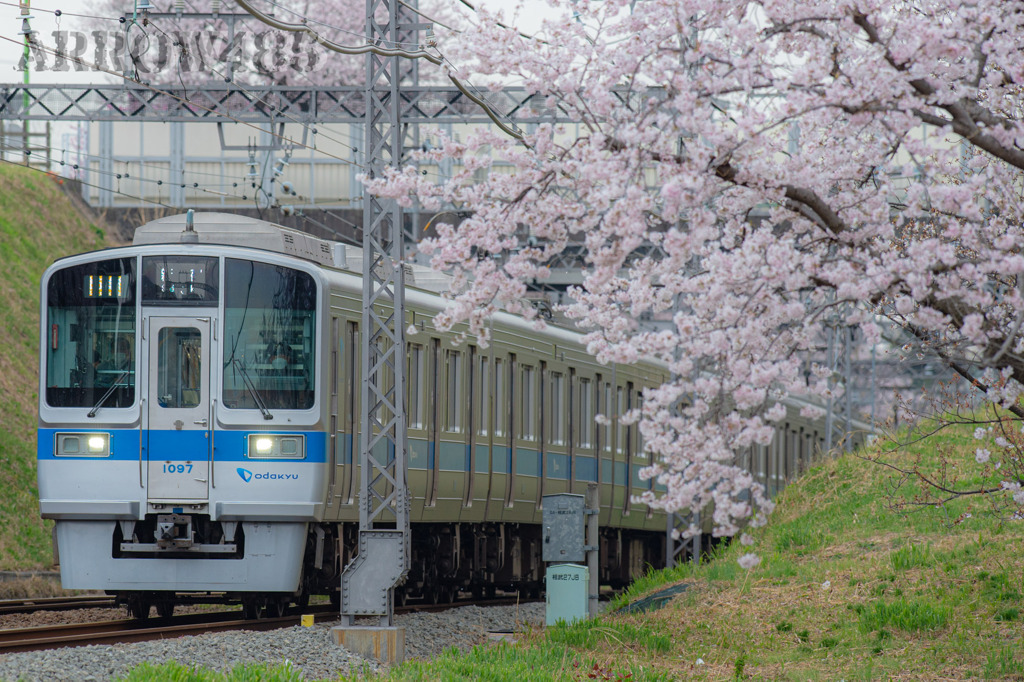 2022年3月31日　小田急×桜2