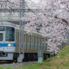2022年3月31日　小田急×桜2