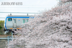 2022年3月31日　相鉄×桜3