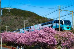 2020年2月21日　河津桜