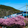 2020年2月21日　河津桜