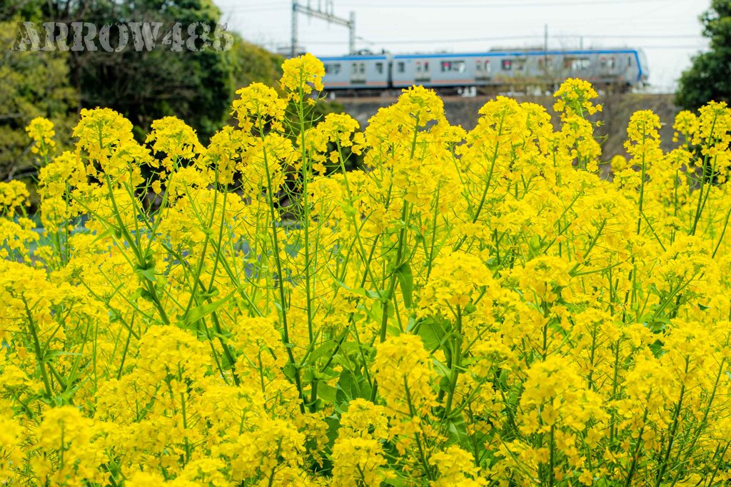 2021年3月31日　大和市の公園で相鉄