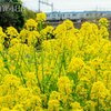 2021年3月31日　大和市の公園で相鉄