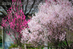 2022年3月31日　大和市の公園で桜